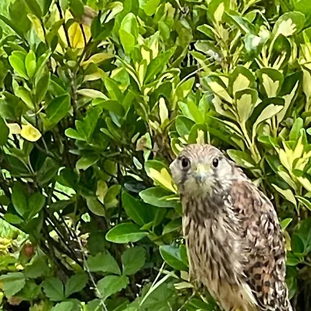 Superbe Ferme Renovee Avec Cheminee, Wifi, Et Jeux Exterieurs Pres De Gerardmer Et Epinal - Fr-1-589-28 Σπίτι διακοπών